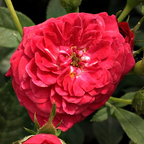 Vendita, rose rose climber - rosso - Rosa Kisses of Fire™ - rosa dal profumo discreto - Christopher H. Warner - Questo moderno rampicante è ideale per la decorazione di superfici verticali, ma può anche essere utilizzato come copertura del terreno.